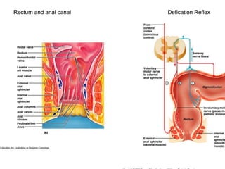 Rectum and anal canal Defication Reflex
 
