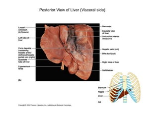Posterior View of Liver (Visceral side)
 