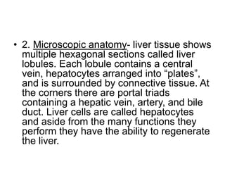 • 2. Microscopic anatomy- liver tissue shows
multiple hexagonal sections called liver
lobules. Each lobule contains a central
vein, hepatocytes arranged into “plates”,
and is surrounded by connective tissue. At
the corners there are portal triads
containing a hepatic vein, artery, and bile
duct. Liver cells are called hepatocytes
and aside from the many functions they
perform they have the ability to regenerate
the liver.
 