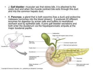 • J. Gall bladder- muscular sac that stores bile, it is attached to the
cystic duct and when the muscle contract bile exits through this duct
and into the common hepatic duct.
• K. Pancreas- a gland that is both exocrine (has a duct) and endocrine
(releases hormones into the blood stream). It produces 22 different
enzymes for digestion by acinar cells and buffers to neutralized
stomach acid by epithelial cells. It joins gall bladder secretions and
both enter the duodenum via the hepatopancreatic ampulla at the
major duodenal papilla.
 