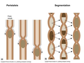 Peristalsis Segmentation
 