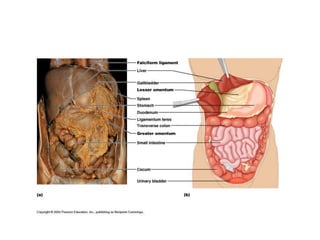 Chapter22notesChapter22notesdsfsdfsdf.ppt