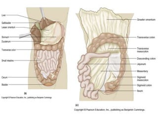 Chapter22notesChapter22notesdsfsdfsdf.ppt