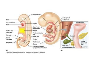 Chapter22notesChapter22notesdsfsdfsdf.ppt