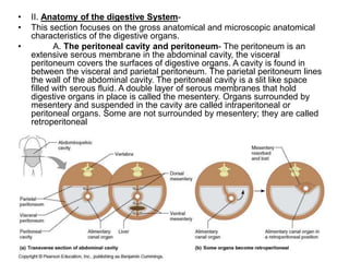 • II. Anatomy of the digestive System-
• This section focuses on the gross anatomical and microscopic anatomical
characteristics of the digestive organs.
• A. The peritoneal cavity and peritoneum- The peritoneum is an
extensive serous membrane in the abdominal cavity, the visceral
peritoneum covers the surfaces of digestive organs. A cavity is found in
between the visceral and parietal peritoneum. The parietal peritoneum lines
the wall of the abdominal cavity. The peritoneal cavity is a slit like space
filled with serous fluid. A double layer of serous membranes that hold
digestive organs in place is called the mesentery. Organs surrounded by
mesentery and suspended in the cavity are called intraperitoneal or
peritoneal organs. Some are not surrounded by mesentery; they are called
retroperitoneal
 
