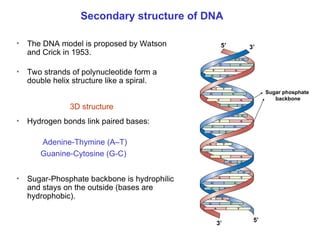 Chapter 22 Nucleic acids and Protein synthesis [Autosaved].ppt