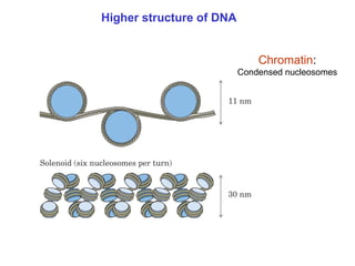 Chapter 22 Nucleic acids and Protein synthesis [Autosaved].ppt