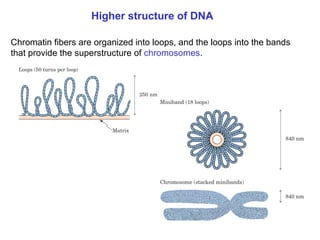 Chapter 22 Nucleic acids and Protein synthesis [Autosaved].ppt
