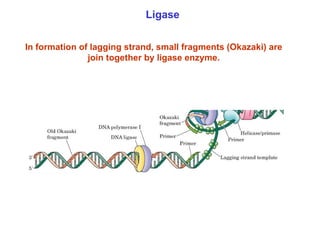 Chapter 22 Nucleic acids and Protein synthesis [Autosaved].ppt