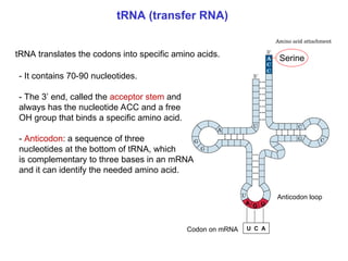 Chapter 22 Nucleic acids and Protein synthesis [Autosaved].ppt