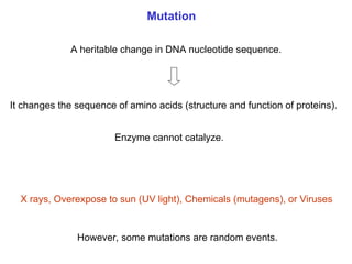 Chapter 22 Nucleic acids and Protein synthesis [Autosaved].ppt
