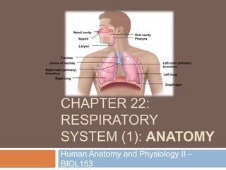 CHAPTER 22:
RESPIRATORY
SYSTEM (1): ANATOMY
Human Anatomy and Physiology II –
BIOL153
Nasal cavity
Nostril
Larynx
Trachea
Carina of trachea
Right main (primary)
bronchus
Right lung
Oral cavity
Pharynx
Left main (primary)
bronchus
Left lung
Diaphragm
 