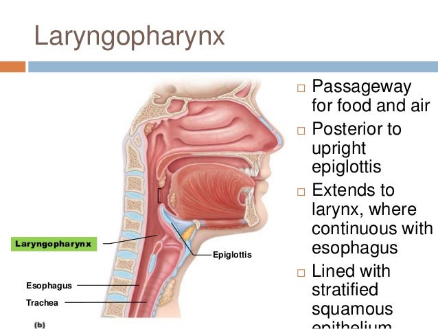 Chapter 22: Respiratory System (#1)