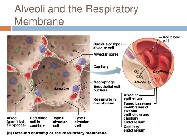 chapter 22 respiratory system 1 30 638