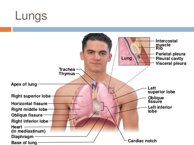 Chapter 22: Respiratory System (#1)