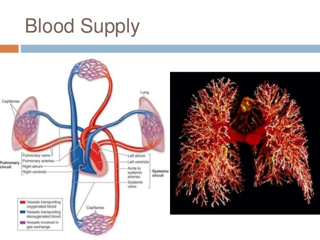 Chapter 22: Respiratory System (#1)