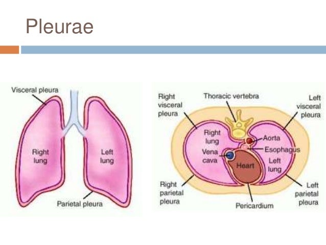 Chapter 22: Respiratory System (#1)