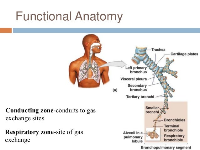 Chapter 22: Respiratory System (#1)