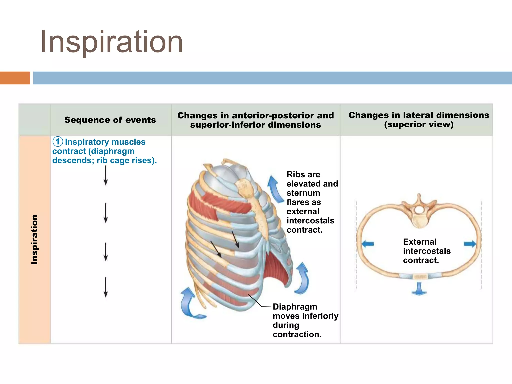 Inspiration
Sequence of events
Changes in anterior-posterior and
superior-inferior dimensions
Changes in lateral dimensions
(superior view)
1
Diaphragm
moves inferiorly
during
contraction.
Ribs are
elevated and
sternum
flares as
external
intercostals
contract.
External
intercostals
contract.
Inspiratory muscles
contract (diaphragm
descends; rib cage rises).
Inspiration
 