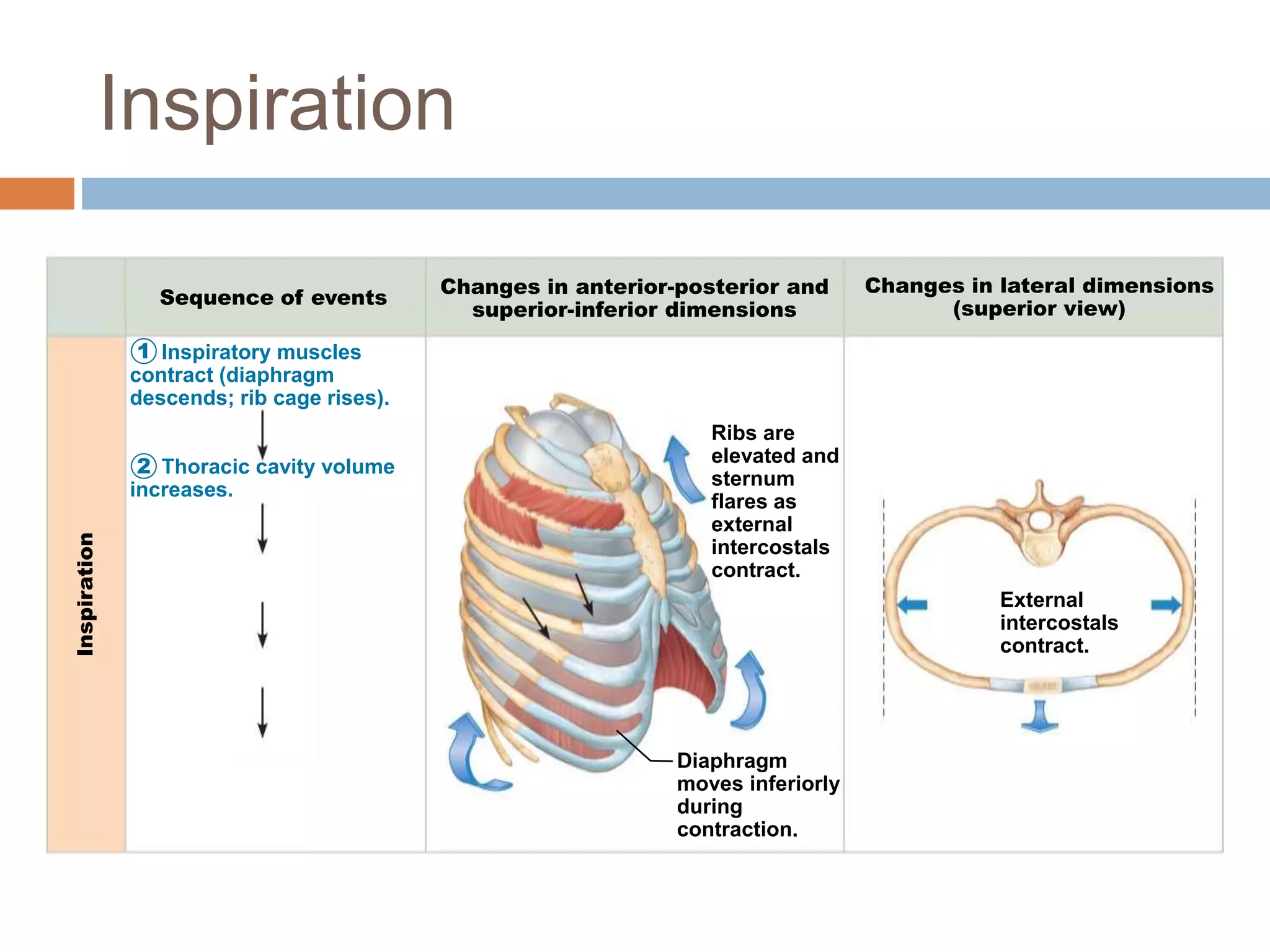 Inspiratory muscles
contract (diaphragm
descends; rib cage rises).
Thoracic cavity volume
increases.
Inspiration
Sequence of events
Changes in anterior-posterior and
superior-inferior dimensions
Changes in lateral dimensions
(superior view)
1
2
Diaphragm
moves inferiorly
during
contraction.
Ribs are
elevated and
sternum
flares as
external
intercostals
contract.
External
intercostals
contract.
Inspiration
 