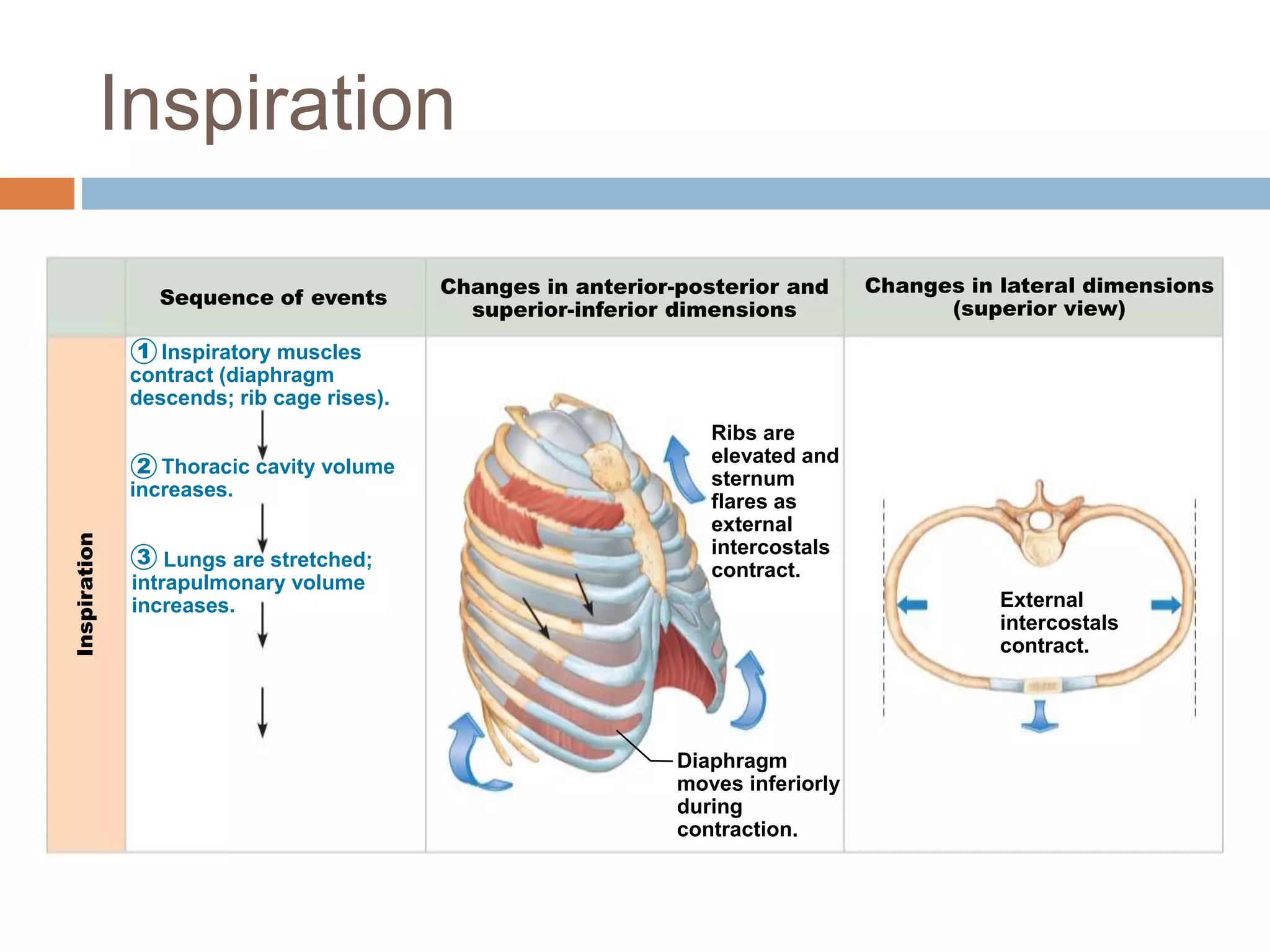 Inspiratory muscles
contract (diaphragm
descends; rib cage rises).
Thoracic cavity volume
increases.
Inspiration
Sequence of events
Changes in anterior-posterior and
superior-inferior dimensions
Changes in lateral dimensions
(superior view)
1
2
3
Diaphragm
moves inferiorly
during
contraction.
Ribs are
elevated and
sternum
flares as
external
intercostals
contract.
External
intercostals
contract.
Lungs are stretched;
intrapulmonary volume
increases.
Inspiration
 