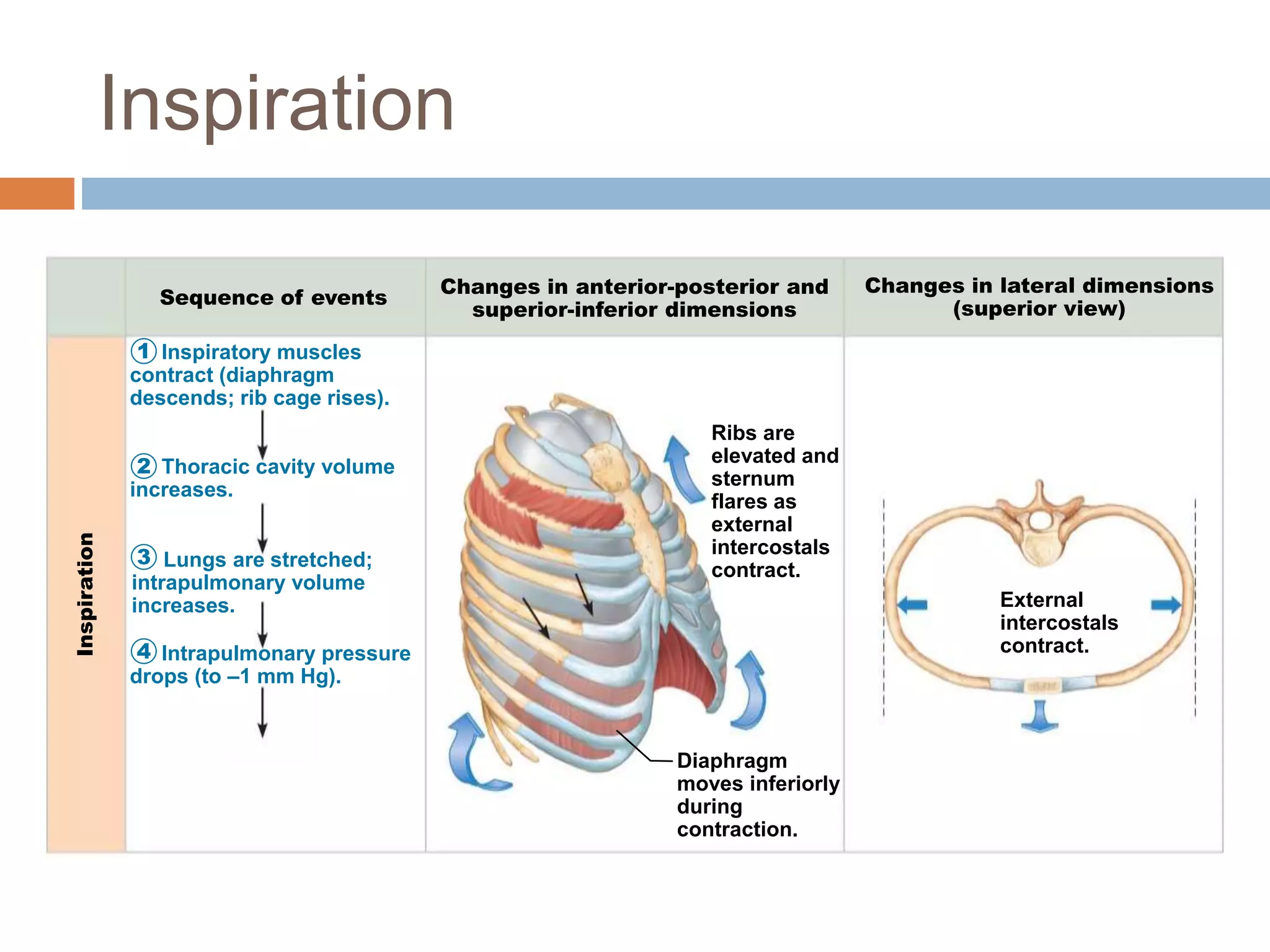 Inspiratory muscles
contract (diaphragm
descends; rib cage rises).
Thoracic cavity volume
increases.
Lungs are stretched;
intrapulmonary volume
increases.
Inspiration
Sequence of events
Changes in anterior-posterior and
superior-inferior dimensions
Changes in lateral dimensions
(superior view)
1
2
3
4
Diaphragm
moves inferiorly
during
contraction.
Ribs are
elevated and
sternum
flares as
external
intercostals
contract.
External
intercostals
contract.Intrapulmonary pressure
drops (to –1 mm Hg).
Inspiration
 