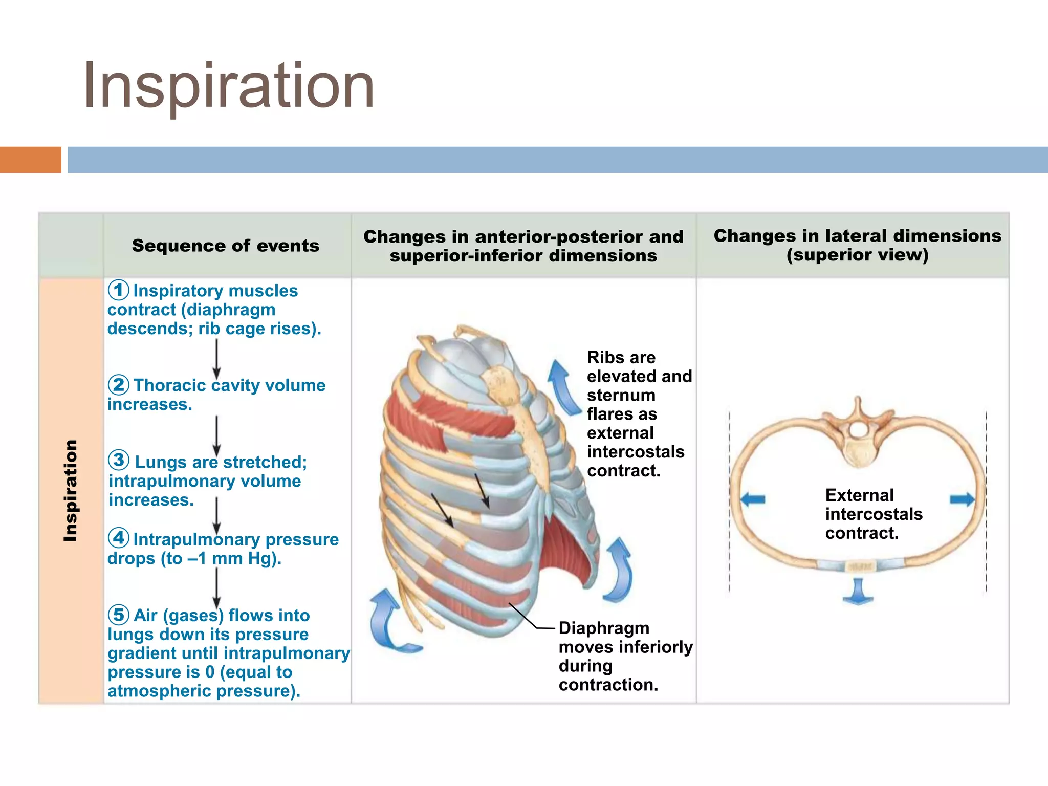 Inspiratory muscles
contract (diaphragm
descends; rib cage rises).
Thoracic cavity volume
increases.
Lungs are stretched;
intrapulmonary volume
increases.
Intrapulmonary pressure
drops (to –1 mm Hg).
Air (gases) flows into
lungs down its pressure
gradient until intrapulmonary
pressure is 0 (equal to
atmospheric pressure).
Inspiration
Sequence of events
Changes in anterior-posterior and
superior-inferior dimensions
Changes in lateral dimensions
(superior view)
1
2
3
4
5
Diaphragm
moves inferiorly
during
contraction.
Ribs are
elevated and
sternum
flares as
external
intercostals
contract.
External
intercostals
contract.
Inspiration
 