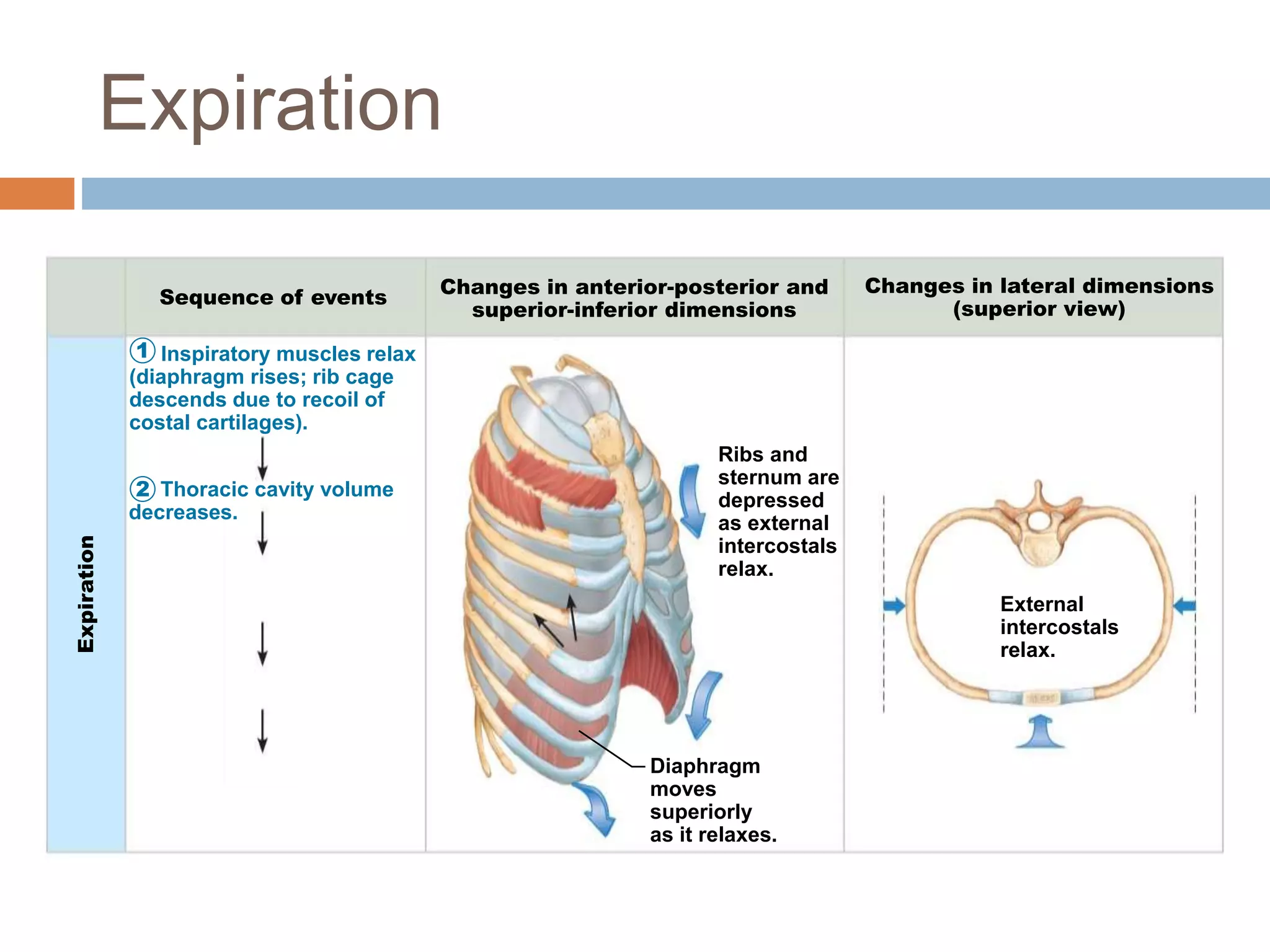 1
Expiration
Sequence of events Changes in anterior-posterior and
superior-inferior dimensions
Changes in lateral dimensions
(superior view)
2
Diaphragm
moves
superiorly
as it relaxes.
Ribs and
sternum are
depressed
as external
intercostals
relax.
External
intercostals
relax.
Inspiratory muscles relax
(diaphragm rises; rib cage
descends due to recoil of
costal cartilages).
Thoracic cavity volume
decreases.
Expiration
 
