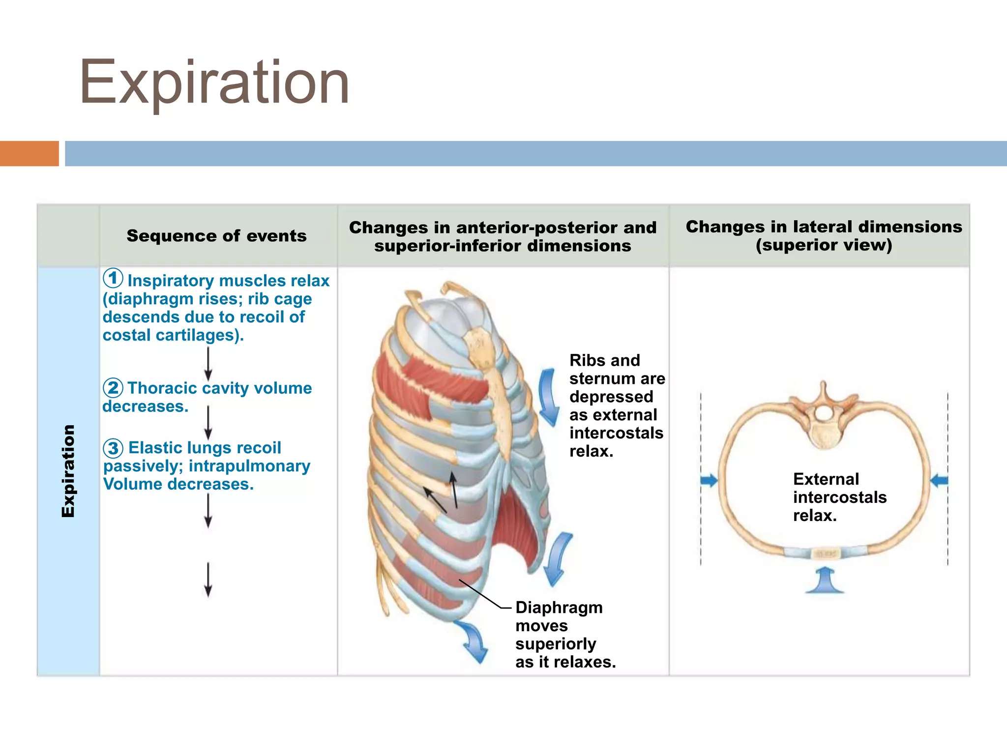 1
Expiration
Sequence of events Changes in anterior-posterior and
superior-inferior dimensions
Changes in lateral dimensions
(superior view)
2
3
Diaphragm
moves
superiorly
as it relaxes.
Ribs and
sternum are
depressed
as external
intercostals
relax.
External
intercostals
relax.
Inspiratory muscles relax
(diaphragm rises; rib cage
descends due to recoil of
costal cartilages).
Thoracic cavity volume
decreases.
Elastic lungs recoil
passively; intrapulmonary
Volume decreases.
Expiration
 