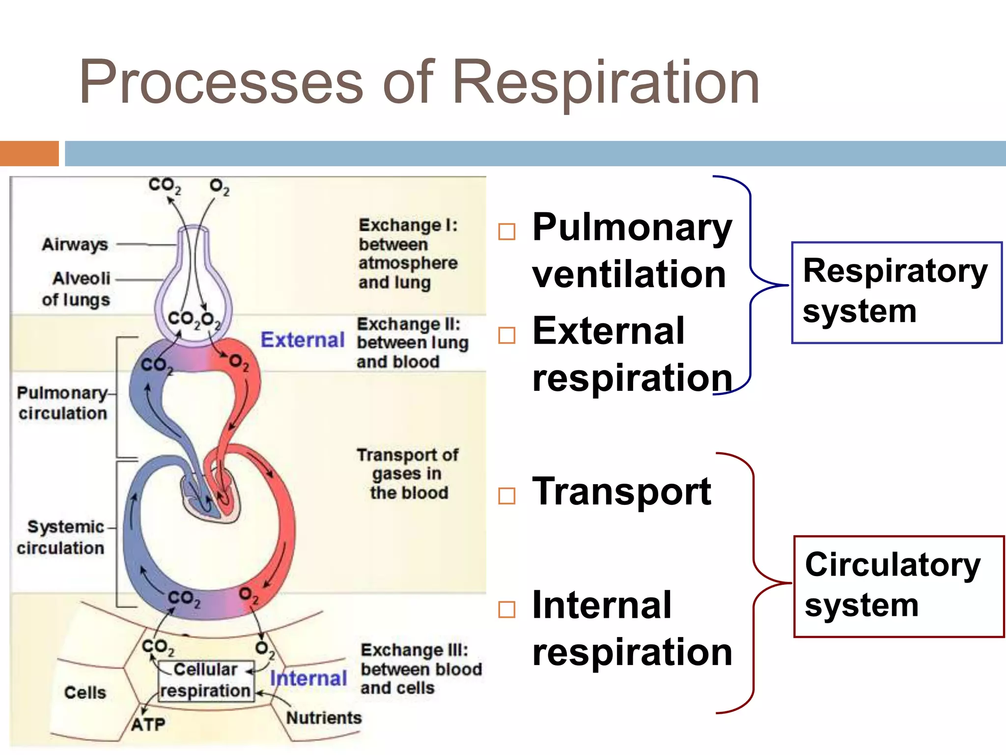 Processes of Respiration
 Pulmonary
ventilation
 External
respiration
 Transport
 Internal
respiration
Respiratory
system
Circulatory
system
 