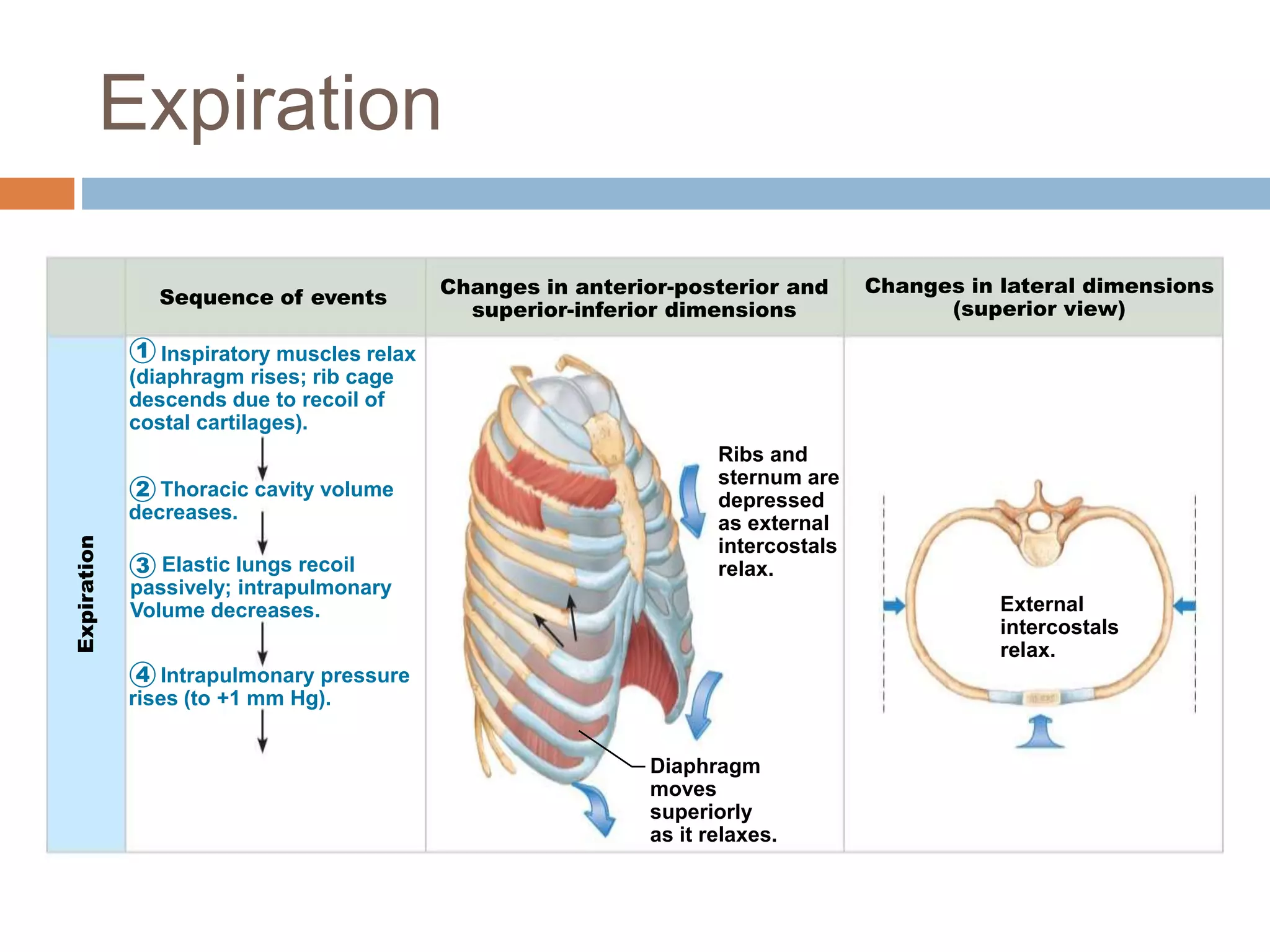 1
Expiration
Sequence of events Changes in anterior-posterior and
superior-inferior dimensions
Changes in lateral dimensions
(superior view)
2
3
4
Diaphragm
moves
superiorly
as it relaxes.
Ribs and
sternum are
depressed
as external
intercostals
relax.
External
intercostals
relax.
Inspiratory muscles relax
(diaphragm rises; rib cage
descends due to recoil of
costal cartilages).
Thoracic cavity volume
decreases.
Elastic lungs recoil
passively; intrapulmonary
Volume decreases.
Intrapulmonary pressure
rises (to +1 mm Hg).
Expiration
 
