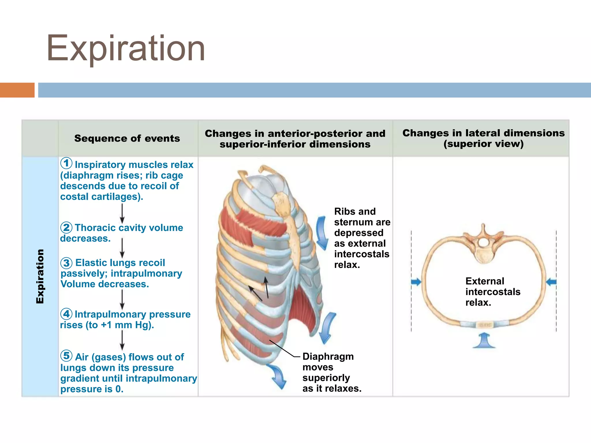 1
Expiration
Sequence of events Changes in anterior-posterior and
superior-inferior dimensions
Changes in lateral dimensions
(superior view)
2
3
4
5 Diaphragm
moves
superiorly
as it relaxes.
Ribs and
sternum are
depressed
as external
intercostals
relax.
External
intercostals
relax.
Inspiratory muscles relax
(diaphragm rises; rib cage
descends due to recoil of
costal cartilages).
Thoracic cavity volume
decreases.
Elastic lungs recoil
passively; intrapulmonary
Volume decreases.
Intrapulmonary pressure
rises (to +1 mm Hg).
Air (gases) flows out of
lungs down its pressure
gradient until intrapulmonary
pressure is 0.
Expiration
 