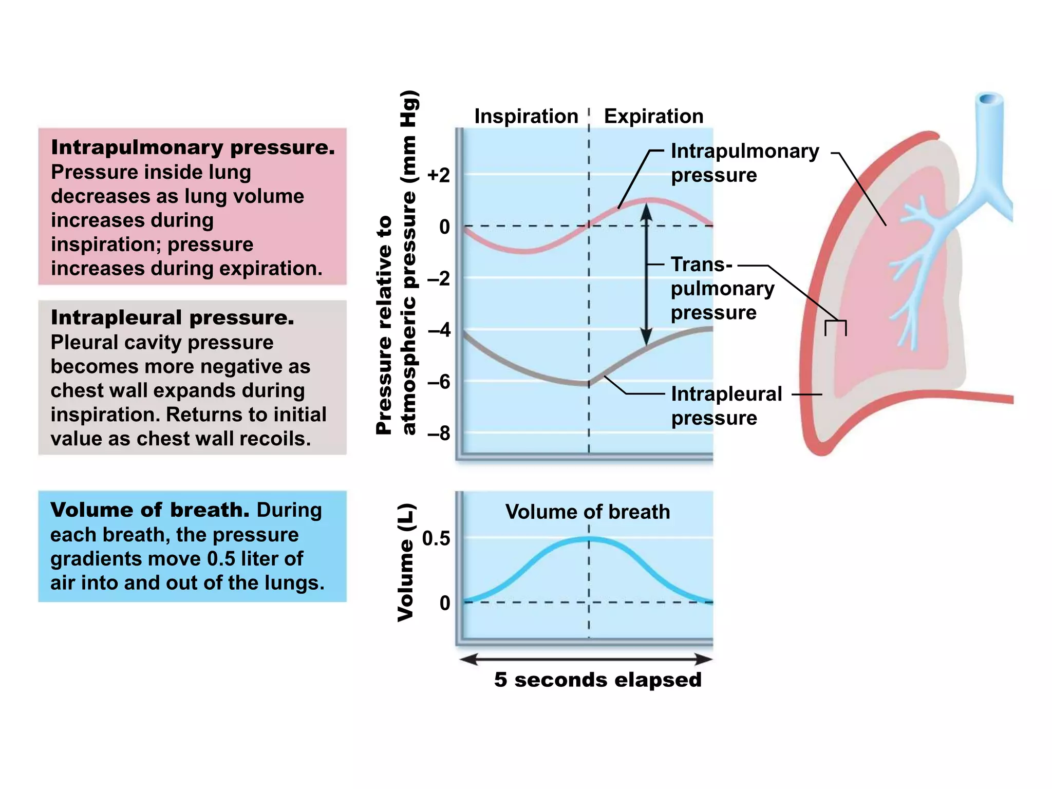 Intrapulmonary pressure.
Pressure inside lung
decreases as lung volume
increases during
inspiration; pressure
increases during expiration.
Intrapleural pressure.
Pleural cavity pressure
becomes more negative as
chest wall expands during
inspiration. Returns to initial
value as chest wall recoils.
Volume of breath. During
each breath, the pressure
gradients move 0.5 liter of
air into and out of the lungs.
Pressurerelativeto
atmosphericpressure(mmHg)Volume(L)
Inspiration Expiration
Intrapulmonary
pressure
Trans-
pulmonary
pressure
Intrapleural
pressure
Volume of breath
5 seconds elapsed
+2
0
–2
–4
–6
–8
0.5
0
 