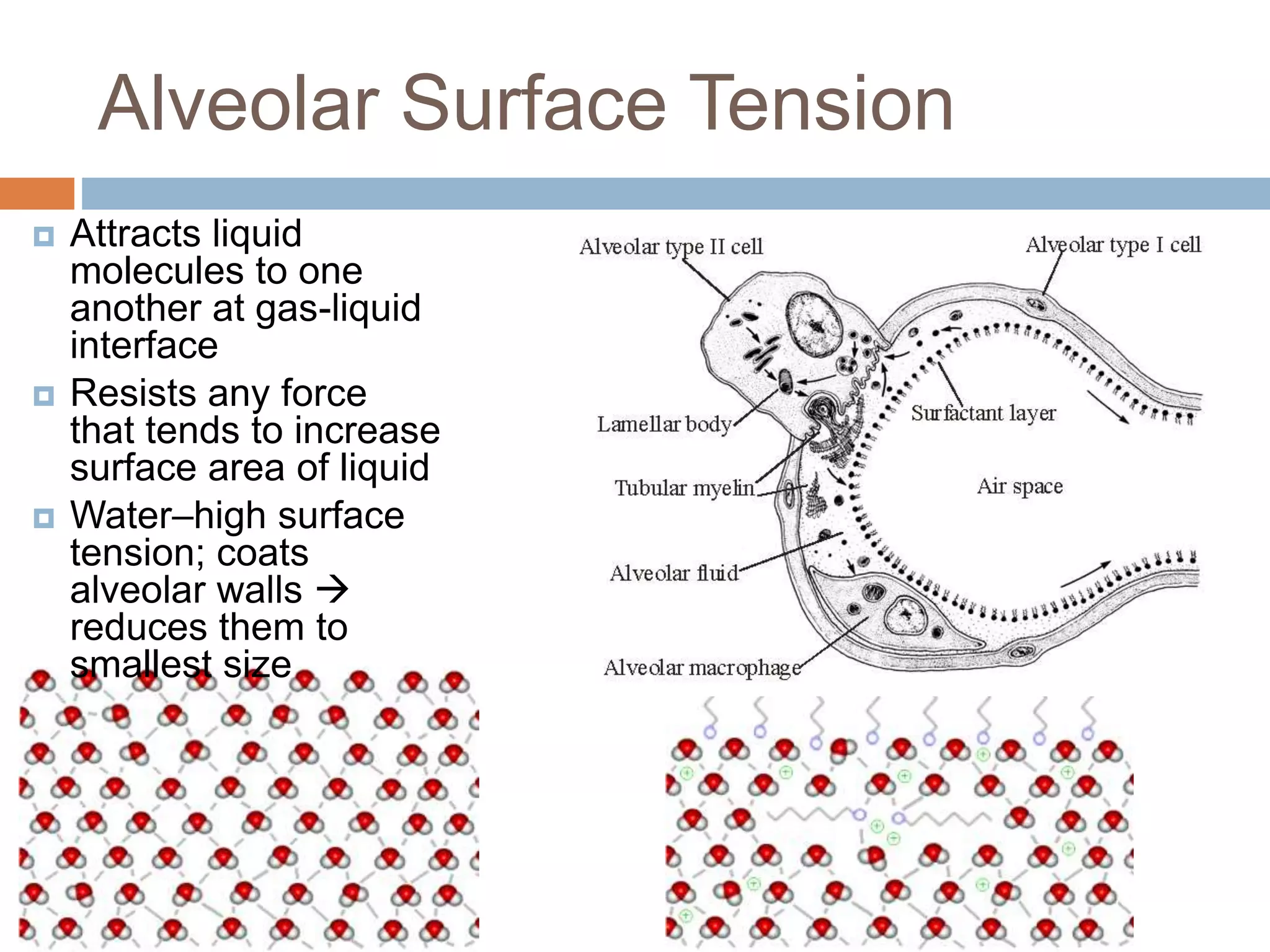 Alveolar Surface Tension
 Attracts liquid
molecules to one
another at gas-liquid
interface
 Resists any force
that tends to increase
surface area of liquid
 Water–high surface
tension; coats
alveolar walls 
reduces them to
smallest size
 
