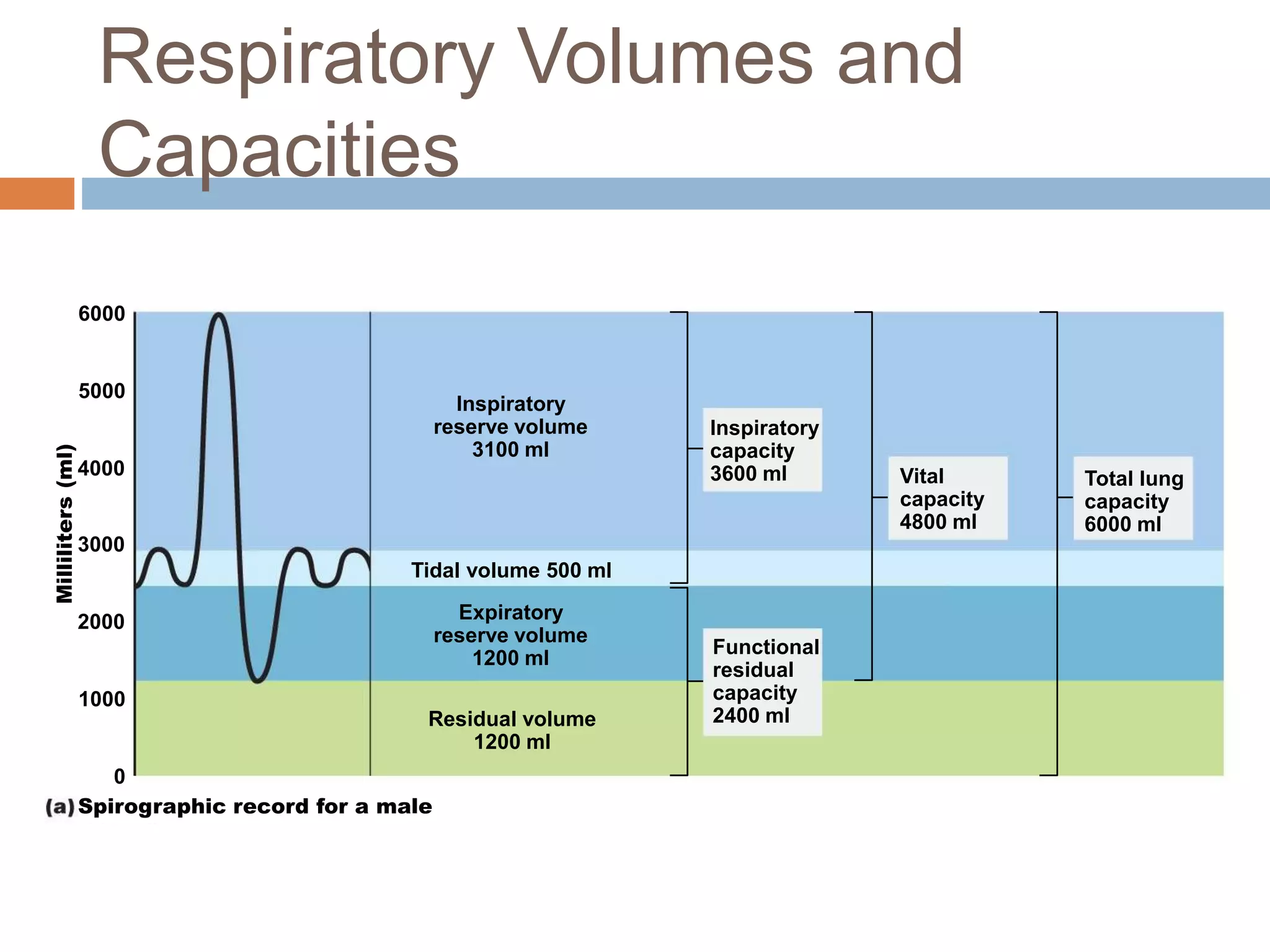5000
4000
3000
2000
1000
0
Milliliters(ml)
Spirographic record for a male
6000
Inspiratory
reserve volume
3100 ml
Expiratory
reserve volume
1200 ml
Residual volume
1200 ml
Inspiratory
capacity
3600 ml
Functional
residual
capacity
2400 ml
Vital
capacity
4800 ml
Total lung
capacity
6000 ml
Tidal volume 500 ml
Respiratory Volumes and
Capacities
 