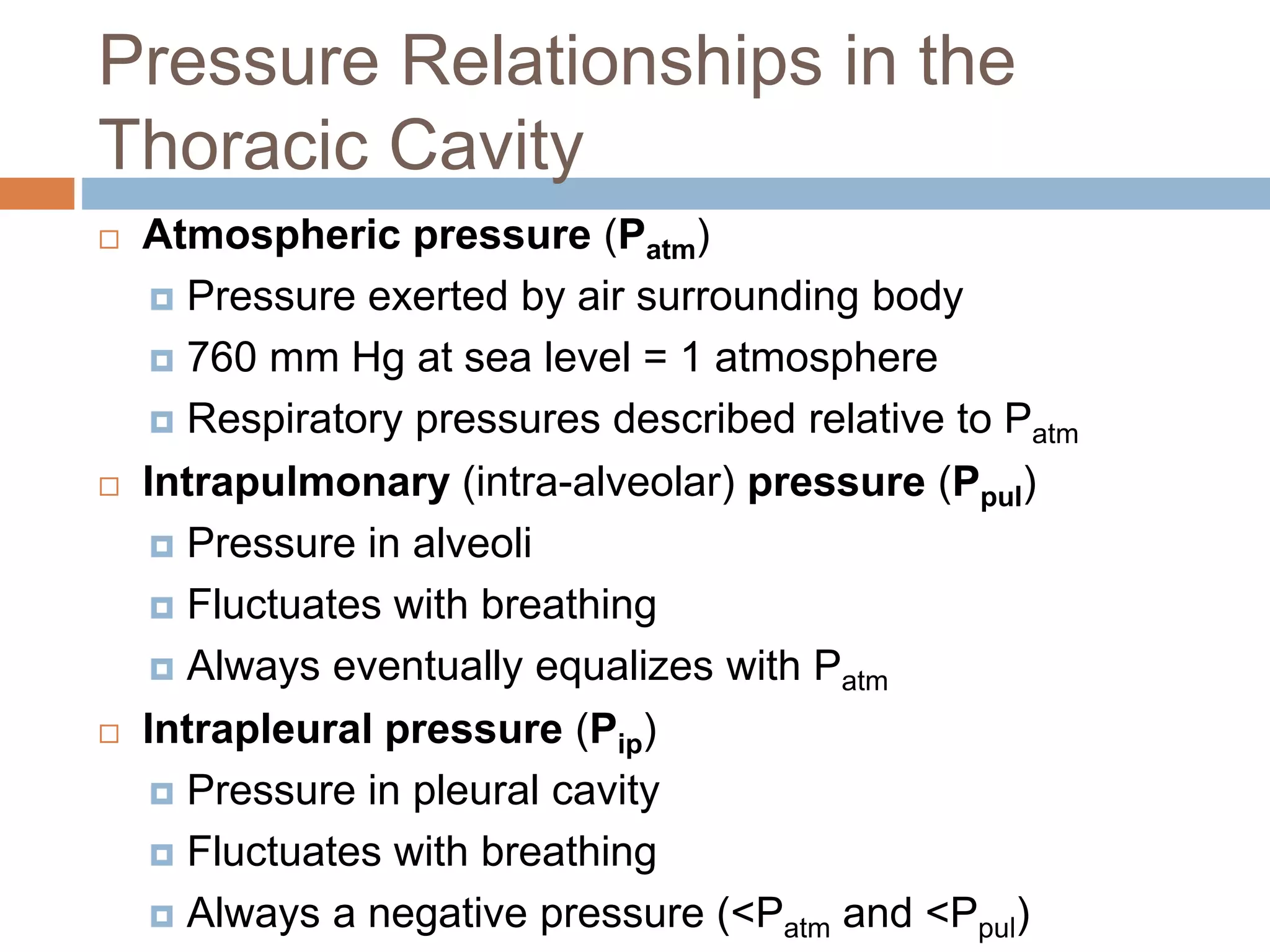 Pressure Relationships in the
Thoracic Cavity
 Atmospheric pressure (Patm)
 Pressure exerted by air surrounding body
 760 mm Hg at sea level = 1 atmosphere
 Respiratory pressures described relative to Patm
 Intrapulmonary (intra-alveolar) pressure (Ppul)
 Pressure in alveoli
 Fluctuates with breathing
 Always eventually equalizes with Patm
 Intrapleural pressure (Pip)
 Pressure in pleural cavity
 Fluctuates with breathing
 Always a negative pressure (<Patm and <Ppul)
 