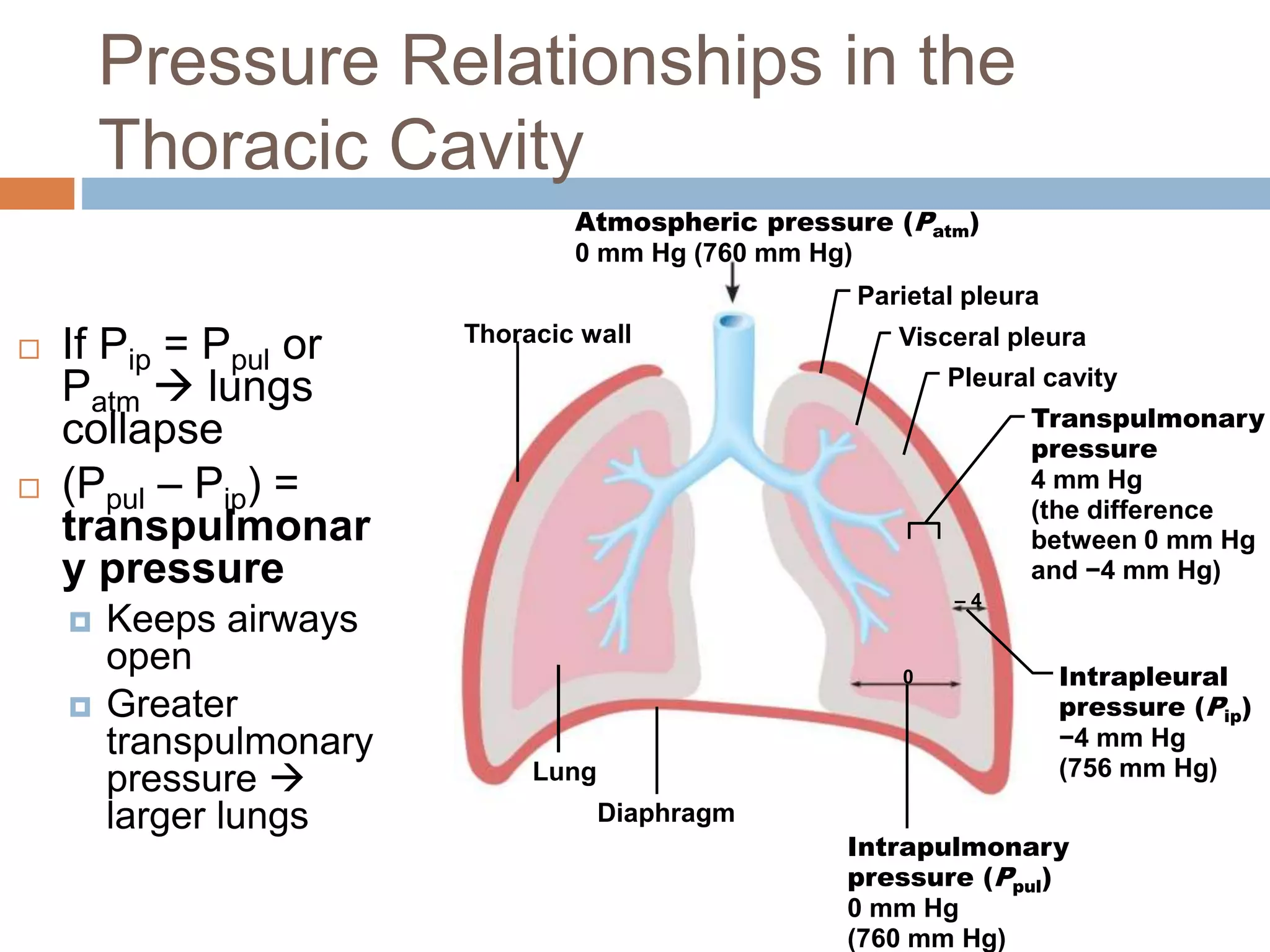 Pressure Relationships in the
Thoracic Cavity
Atmospheric pressure (Patm)
0 mm Hg (760 mm Hg)
Thoracic wall
Parietal pleura
Visceral pleura
Pleural cavity
Transpulmonary
pressure
4 mm Hg
(the difference
between 0 mm Hg
and −4 mm Hg)
Intrapleural
pressure (Pip)
−4 mm Hg
(756 mm Hg)
Intrapulmonary
pressure (Ppul)
0 mm Hg
(760 mm Hg)
Diaphragm
Lung
0
– 4
 If Pip = Ppul or
Patm  lungs
collapse
 (Ppul – Pip) =
transpulmonar
y pressure
 Keeps airways
open
 Greater
transpulmonary
pressure 
larger lungs
 