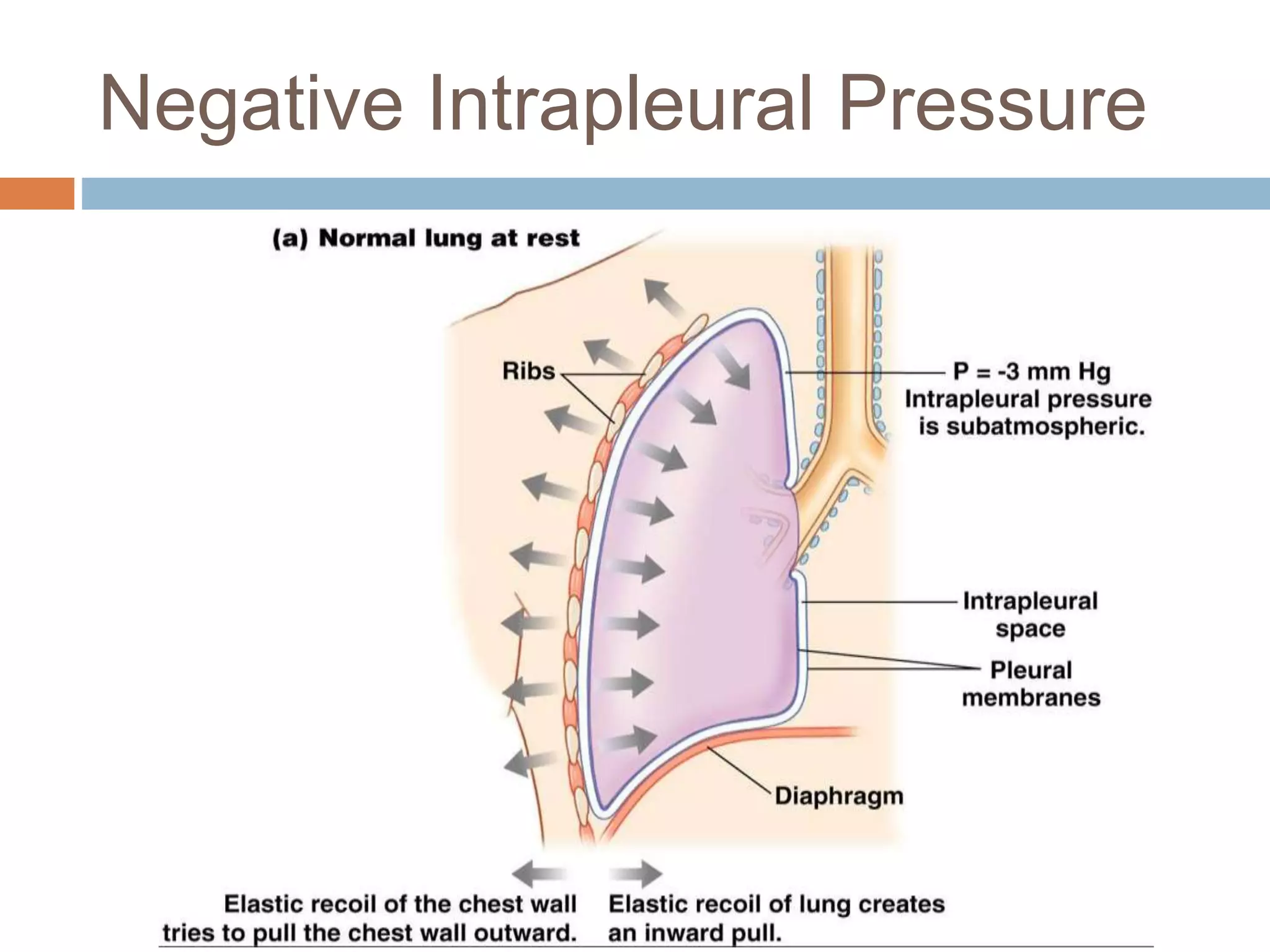 Negative Intrapleural Pressure
 