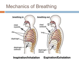 Mechanics of Breathing
Inspiration/Inhalation Expiration/Exhalation
 