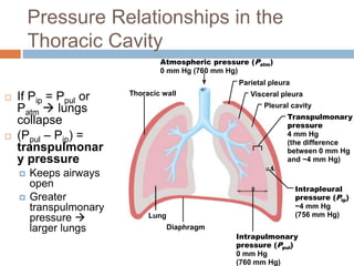 Pressure Relationships in the
Thoracic Cavity
Atmospheric pressure (Patm)
0 mm Hg (760 mm Hg)
Thoracic wall
Parietal pleura
Visceral pleura
Pleural cavity
Transpulmonary
pressure
4 mm Hg
(the difference
between 0 mm Hg
and −4 mm Hg)
Intrapleural
pressure (Pip)
−4 mm Hg
(756 mm Hg)
Intrapulmonary
pressure (Ppul)
0 mm Hg
(760 mm Hg)
Diaphragm
Lung
0
– 4
 If Pip = Ppul or
Patm  lungs
collapse
 (Ppul – Pip) =
transpulmonar
y pressure
 Keeps airways
open
 Greater
transpulmonary
pressure 
larger lungs
 