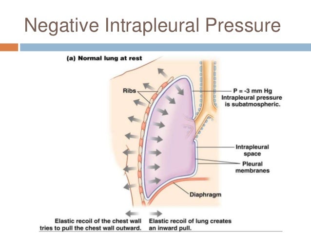 Chapter 22: Respiratory System (#2)