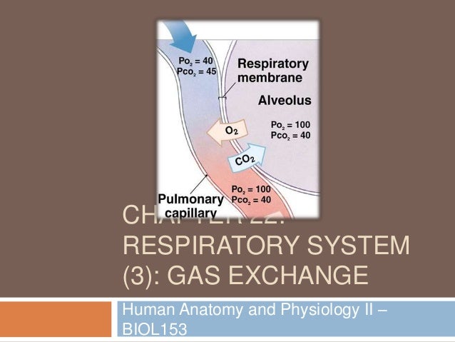 Chapter 22: Respiratory System (#3)