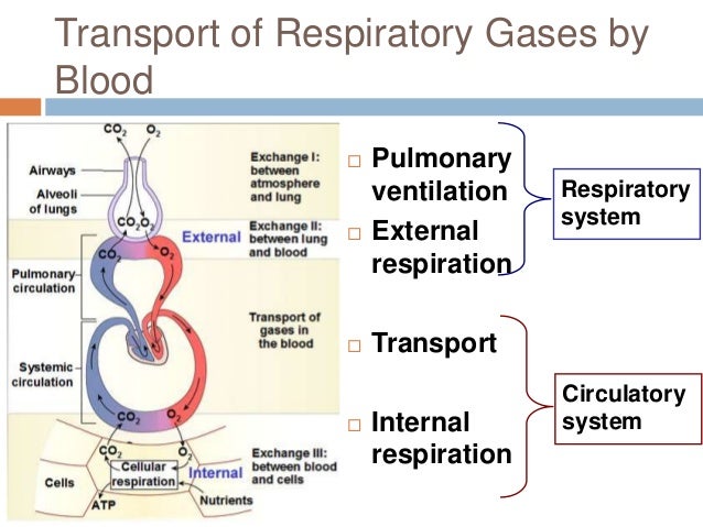 Chapter 22: Respiratory System (#3)