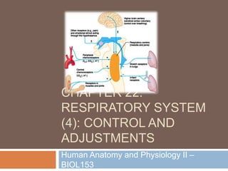 CHAPTER 22:
RESPIRATORY SYSTEM
(4): CONTROL AND
ADJUSTMENTS
Human Anatomy and Physiology II –
BIOL153
 