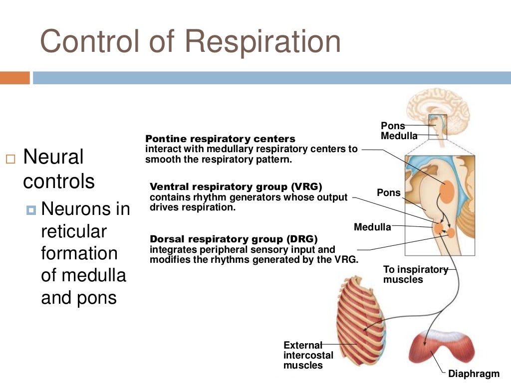 Chapter 22: Respiratory System (#4)