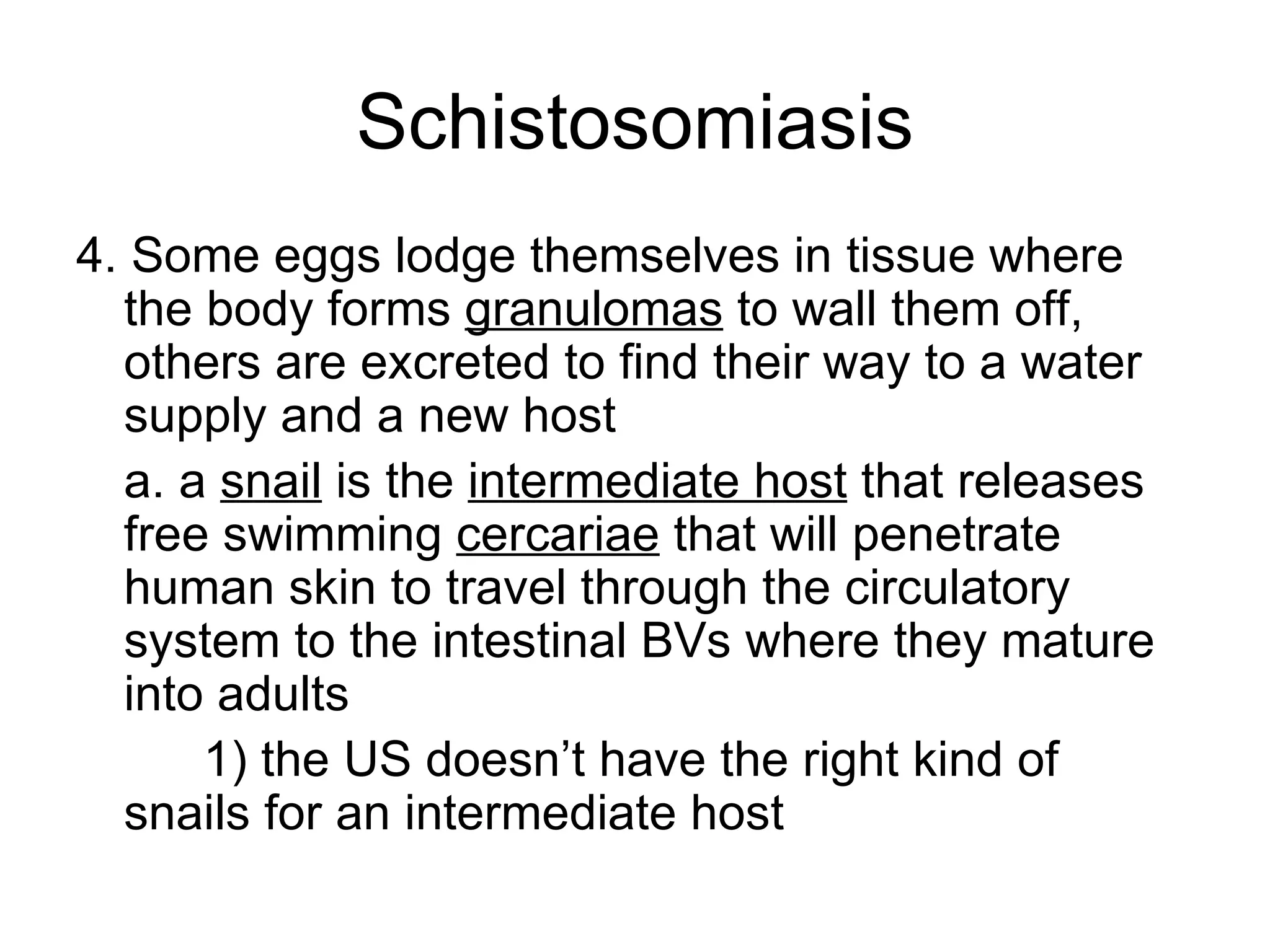 Schistosomiasis 4. Some eggs lodge themselves in tissue where the body forms  granulomas  to wall them off, others are excreted to find their way to a water supply and a new host a. a  snail  is the  intermediate host  that releases free swimming  cercariae  that will penetrate human skin to travel through the circulatory system to the intestinal BVs where they mature into adults 1) the US doesn’t have the right kind of  snails for an intermediate host 