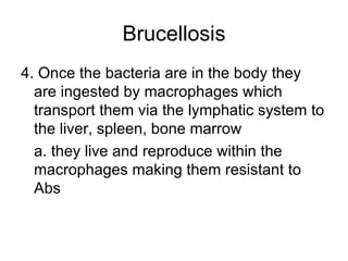 Brucellosis 4. Once the bacteria are in the body they are ingested by macrophages which transport them via the lymphatic system to the liver, spleen, bone marrow a. they live and reproduce within the macrophages making them resistant to Abs 