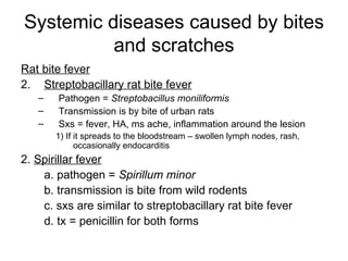 Systemic diseases caused by bites and scratches Rat bite fever Streptobacillary rat bite fever Pathogen =  Streptobacillus moniliformis   Transmission is by bite of urban rats Sxs = fever, HA, ms ache, inflammation around the lesion 1) If it spreads to the bloodstream – swollen lymph nodes, rash, occasionally endocarditis 2.  Spirillar fever a. pathogen =  Spirillum minor b. transmission is bite from wild rodents c. sxs are similar to streptobacillary rat bite fever d. tx = penicillin for both forms 