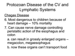 Protozoan Disease of the CV and Lymphatic Systems Chagas Disease 6. Most dangerous to children because of heart damage – 10% mortality 7. Can cause nerve damage controlling peristaltic action of the esophagus and colon a. can result in grossly enlarged organs – megacolon, megaesophagus b. now these organs can’t transport food 