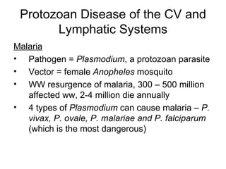 Protozoan Disease of the CV and Lymphatic Systems Malaria Pathogen =  Plasmodium , a protozoan parasite Vector = female  Anopheles  mosquito WW resurgence of malaria, 300 – 500 million affected ww, 2-4 million die annually 4 types of  Plasmodium  can cause malaria –  P. vivax, P. ovale, P. malariae and P. falciparum  (which is the most dangerous)  